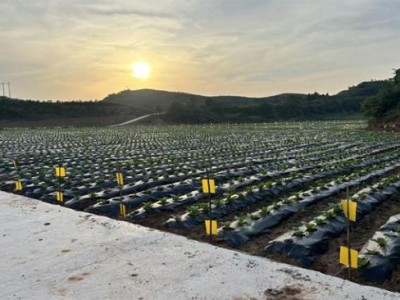 重點通報！免稅香煙網(wǎng)上商城“目瞪口呆”