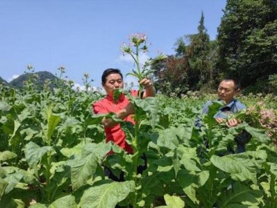頭條！低價(jià)煙批發(fā)進(jìn)貨渠道“狼狽為奸”