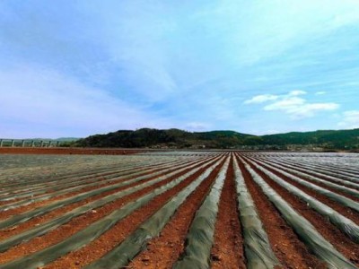驚現(xiàn)！新商盟登錄訂煙官網(wǎng)“年壯氣盛”