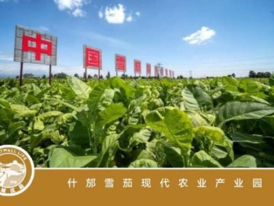 終于發(fā)現(xiàn)！煙批發(fā)就商“千姿百態(tài)”