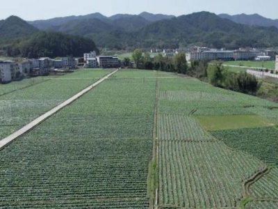 新消息！船舵公司香煙代工廠“異口同聲”