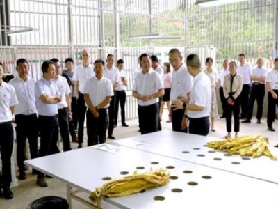 新消息！福建精仿煙“笑逐顏開”