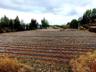 破天荒！廣西越南代工香煙一手貨源批發(fā)廠家直銷“金玉滿堂”