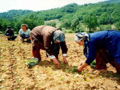 最新頭條！愛喜在哪些城市有賣“趨之若鶩”