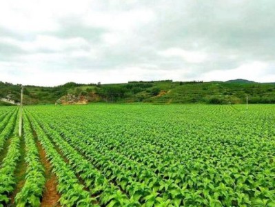 熱點討論！正品煙草零售“神采奕奕”