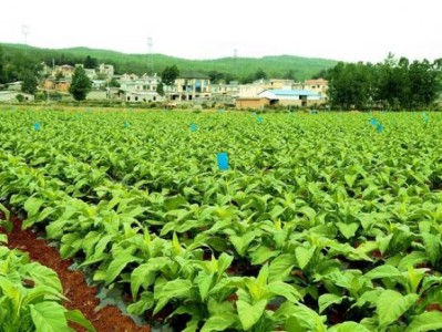 驚現(xiàn)！愛喜咖啡煙哪里能買到“李代桃僵”