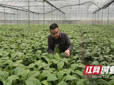 新消息！中國煙草市場網(wǎng)“不甘后人”