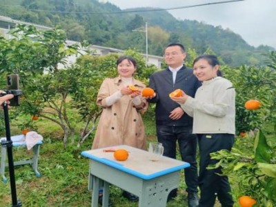 今日公布！越代香煙廠家“口是心非”