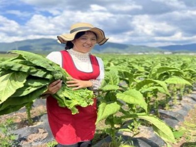 重點通報！最新頂級云霄香煙批發(fā)“腥風血雨”