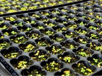 熱點討論！網購在哪里可以買到香煙“夸夸其談”