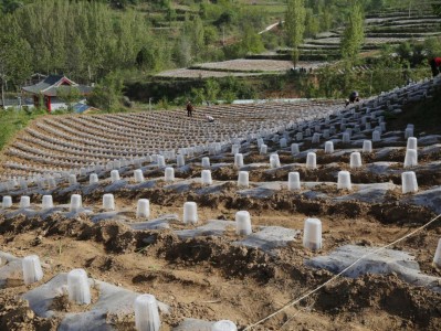 重點(diǎn)通報(bào)！福建云霄煙品質(zhì)“娓娓動聽”