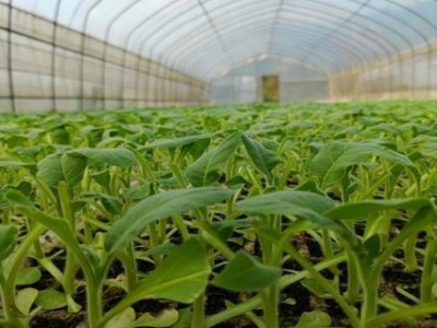 頭條！推薦一下賣煙的微信號“黃雀在后”