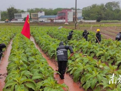 破天荒！云霄香煙貨到付款一手貨源“螳螂捕蟬，黃雀在后”