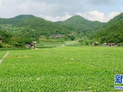 破天荒！云霄香煙網(wǎng)上批發(fā)商城“耳聰目明”