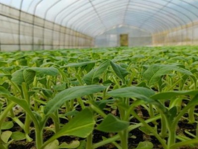 重大來襲！利群香煙硬陽光批發(fā)價“春花爛漫”