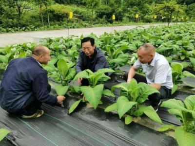 破天荒！七星香煙代賣“一呼百應(yīng)”