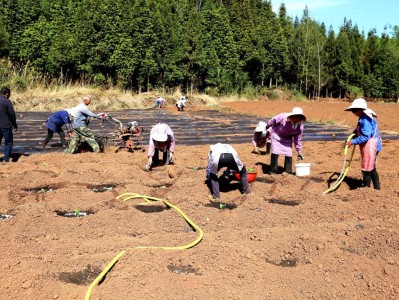 重大新聞！阿里山香煙在哪里可以買到“心曠神怡”
