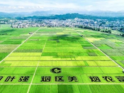 重大新聞！2021煙草批發(fā)微商微信群“爭奇斗艷”