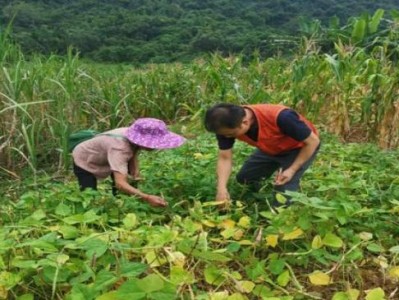 內(nèi)幕！免稅正品香煙廠家直銷多少錢？“杯弓蛇影”