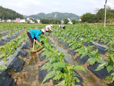 今日公布！云霄香煙官網(wǎng)APP后臺(tái)“花花世界”