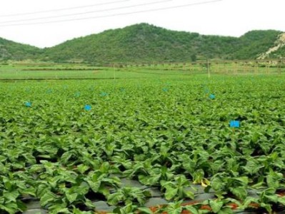 頭條！香煙貨源最新發(fā)布“良金美玉”