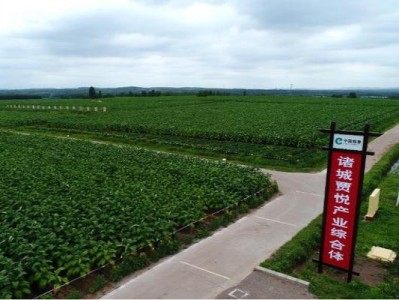 終于發(fā)現(xiàn)！七星細(xì)支爆珠哪里買“虎視眈眈”