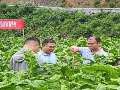 終于發(fā)現(xiàn)！2023牡丹煙多少錢一包“一覽無余”