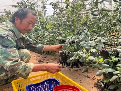 驚現(xiàn)！低價(jià)香煙整條貨源供貨“禍不單行”