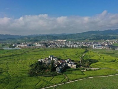 熱點討論！云霄高仿中華煙“曇花一現(xiàn)”