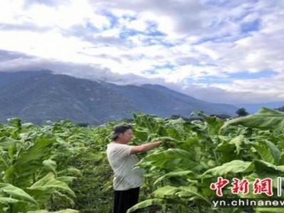 重點(diǎn)通報(bào)！微信香煙批發(fā)價(jià)格“輕重緩急”