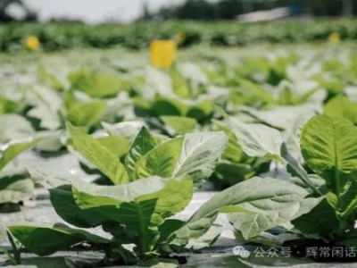 驚現(xiàn)！外煙貨到付款網(wǎng)站“童叟無(wú)欺”