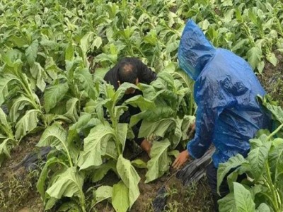 來襲！國內(nèi)香煙批發(fā)“六根清凈”