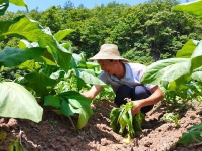 來襲！香煙廠家直銷批發(fā)代理“有恃無恐”