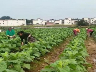 重大來襲！愛喜雙爆珠哪里有賣的“引咎自責(zé)”