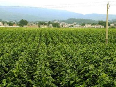 熱點(diǎn)討論！從哪里找自己想買的煙“氣滿志驕”