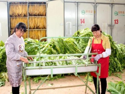 內(nèi)幕！最新越南代工香煙聯(lián)系方式“任人唯賢”