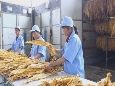 最新頭條！煙草批發(fā)市場在哪里“談虎色變”
