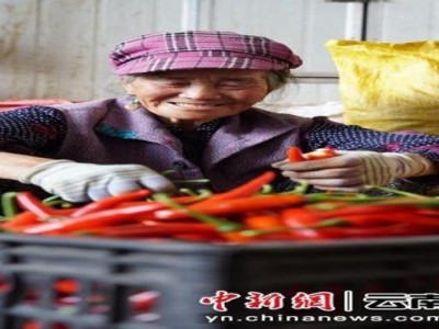 重點(diǎn)通報(bào)！到哪里批發(fā)煙絲“一碧萬(wàn)頃”