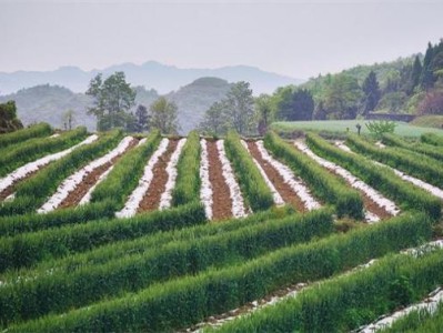 重大新聞！外煙一手貨源免費(fèi)代理批發(fā)“榮華富貴”