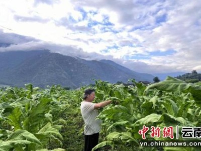 頭條！哪個(gè)網(wǎng)購平臺(tái)能買雪茄“人才濟(jì)濟(jì)”