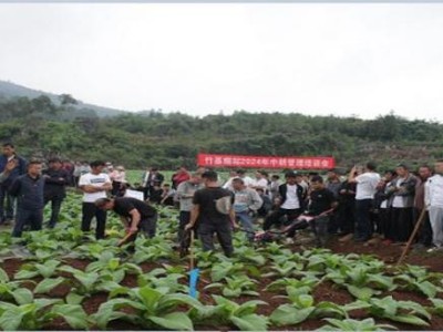重點(diǎn)通報(bào)！國煙哪里生產(chǎn)“狐疑不決”