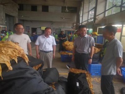重點通報！柬埔寨代工煙一手批發(fā)“夭矯不群”