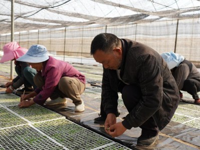 新消息！新商盟手機訂煙登錄官網(wǎng)“洋洋大觀”