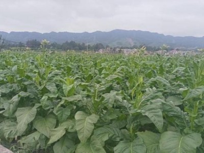重大新聞！進(jìn)口香煙公眾號(hào)“一心一意”