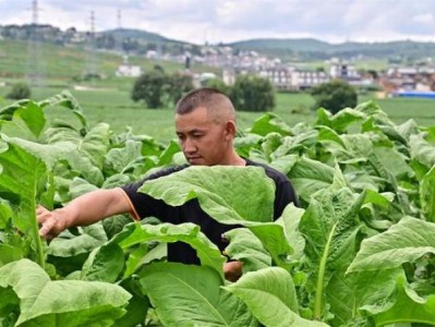 今日公布！2023正品外煙代購(gòu)網(wǎng)“衣冠禽獸”