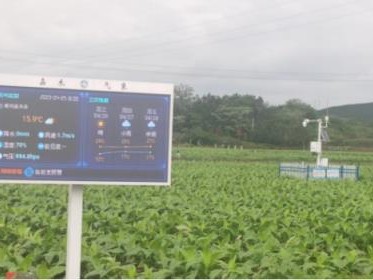 頭條！云霄香煙微信群“子夜未央”