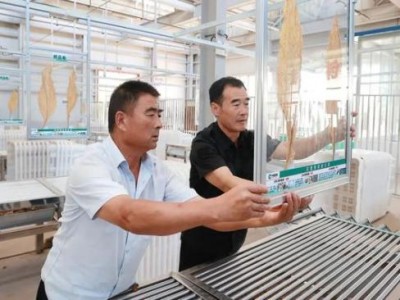 最新頭條！peel怎么辨別真假“九九同心”
