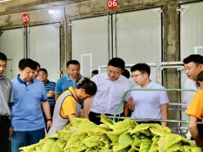 最新頭條！煙微商免費代理一手貨源“虎落平陽”