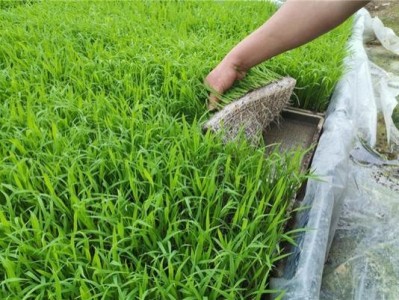 終于發(fā)現(xiàn)！國內(nèi)香煙批發(fā)“羊入虎口”
