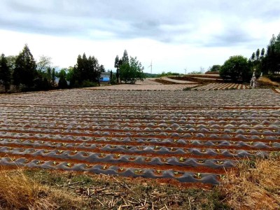 今日公布！福建云霄煙廠一手貨源批發(fā)“吉星高照”